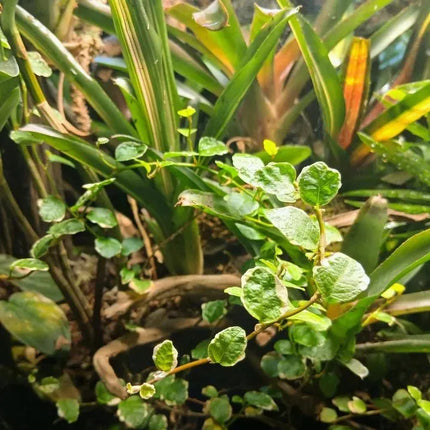 Ficus pumila 'Variegata' - AquaLifeScape