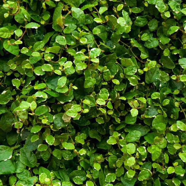 Ficus pumila 'Variegata' - AquaLifeScape