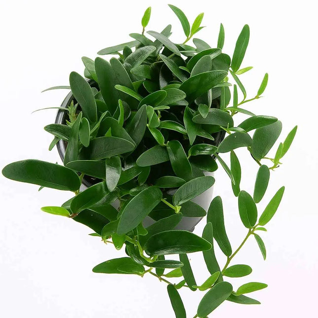 Ficus punctata - AquaLifeScape