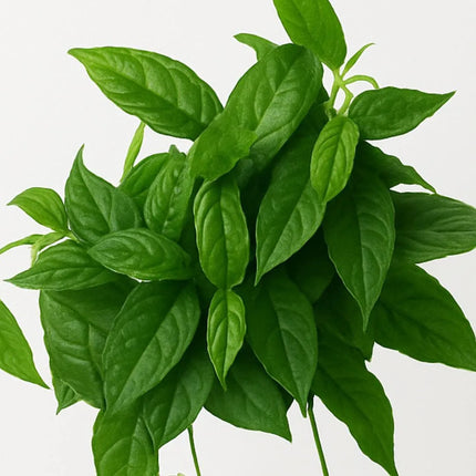 Ficus radicans - AquaLifeScape