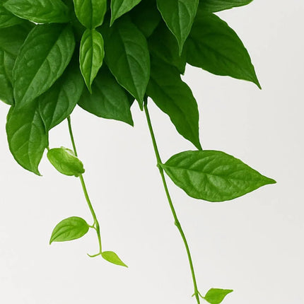 Ficus radicans - AquaLifeScape