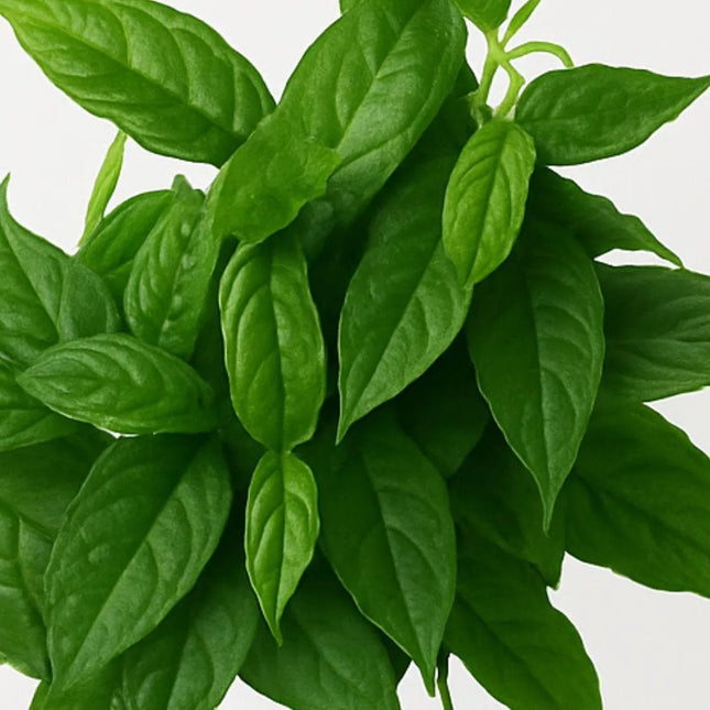 Ficus radicans - AquaLifeScape