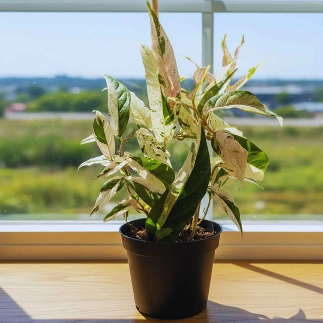 Ficus Sagittata Pink Variegata - AquaLifeScape