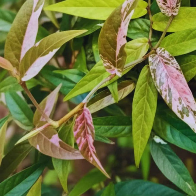 Ficus Sagittata Pink Variegata - AquaLifeScape