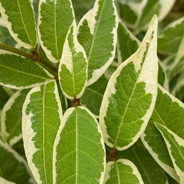 Ficus sagittata variegata - AquaLifeScape