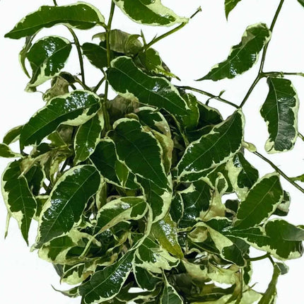 Ficus sagittata variegata - AquaLifeScape