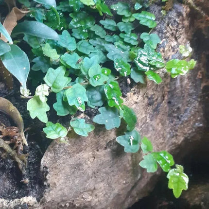 Ficus scandens - AquaLifeScape