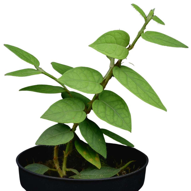 Ficus villosa 'Silver' - AquaLifeScape