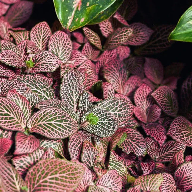Fittonia albivenis "Pink" - AquaLifeScape
