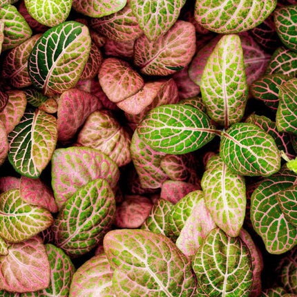 Fittonia albivenis "Pink" - AquaLifeScape