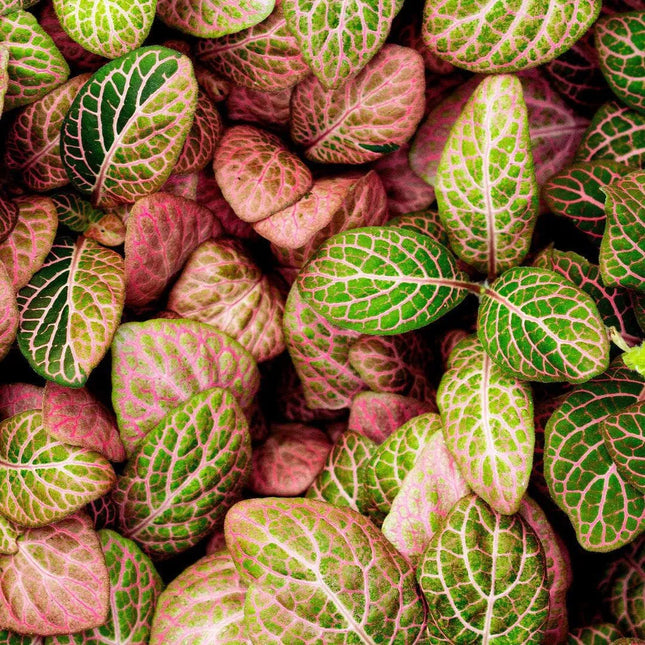 Fittonia albivenis "Pink" - AquaLifeScape