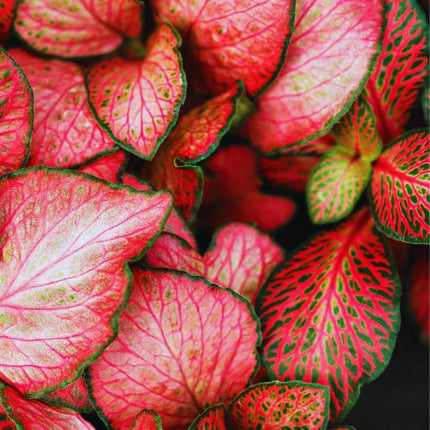 Fittonia albivenis "Pink" - AquaLifeScape