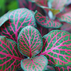 Fittonia albivenis "Red" - AquaLifeScape