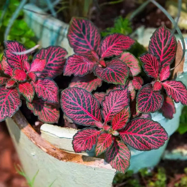 Fittonia albivenis "Red" - AquaLifeScape