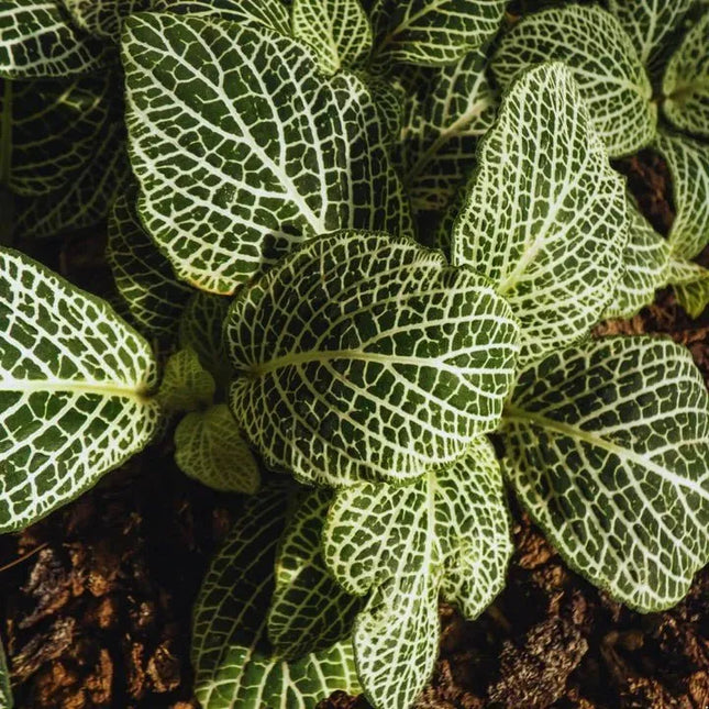 Fittonia albivenis 'White Anne' - AquaLifeScape