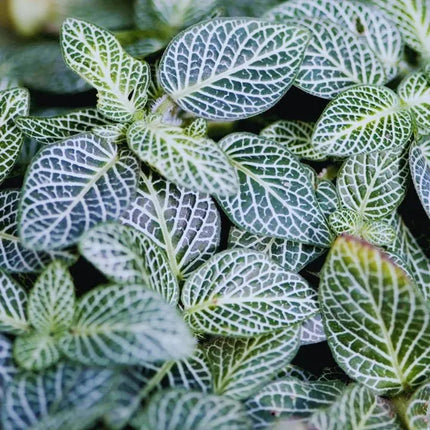 Fittonia albivenis 'White Anne' - AquaLifeScape