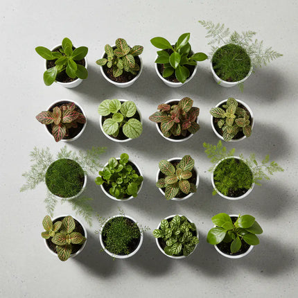 Flat Lay Terrarium Set