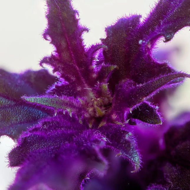 Gynura aurantiaca - AquaLifeScape