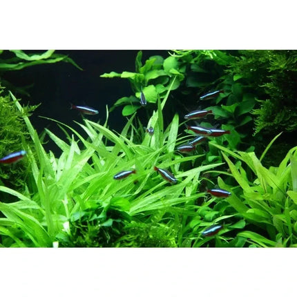 Helanthium 'Quadricostatus' - Zwergschwertpflanze | In-Vitro AquaLifeScape