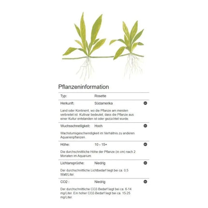 Helanthium 'Quadricostatus' - Zwergschwertpflanze | In-Vitro AquaLifeScape