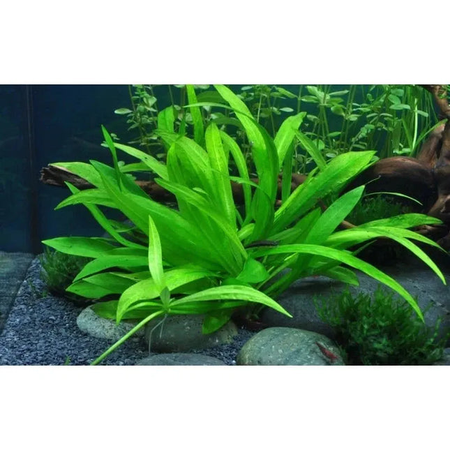 Helanthium 'Quadricostatus' - Zwergschwertpflanze | In-Vitro AquaLifeScape