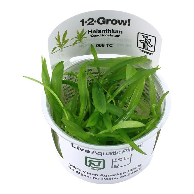 Helanthium 'Quadricostatus' - Zwergschwertpflanze | In - Vitro - AquaLifeScape