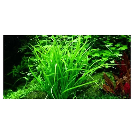 Helanthium tenellum 'Green' - Zwergschwertpflanze | In-Vitro AquaLifeScape