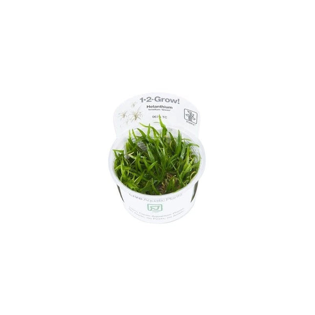 Helanthium tenellum 'Green' - Zwergschwertpflanze | In-Vitro AquaLifeScape