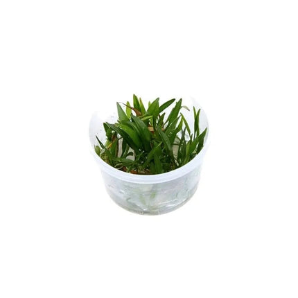 Helanthium tenellum 'Green' - Zwergschwertpflanze | In-Vitro AquaLifeScape