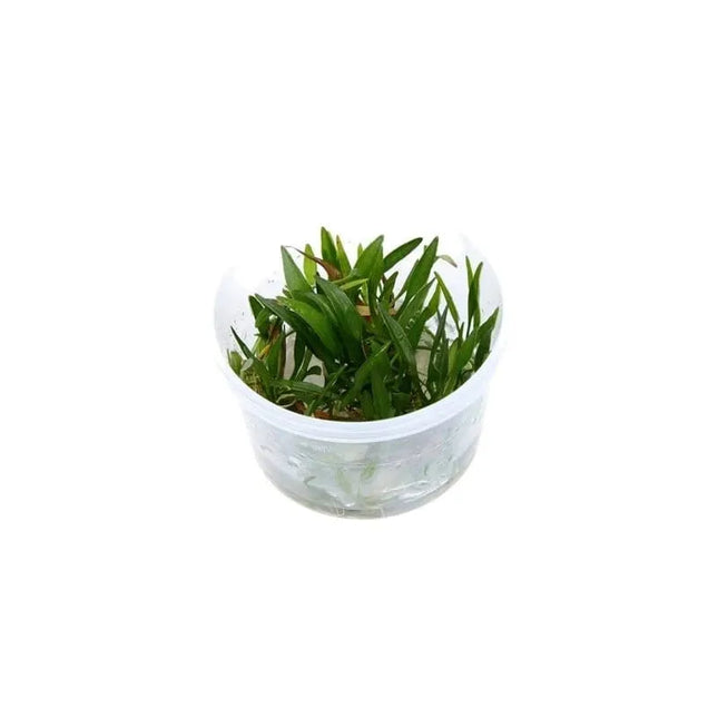 Helanthium tenellum 'Green' - Zwergschwertpflanze | In-Vitro AquaLifeScape