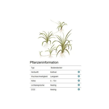 Helanthium tenellum 'Green' - Zwergschwertpflanze | In-Vitro AquaLifeScape