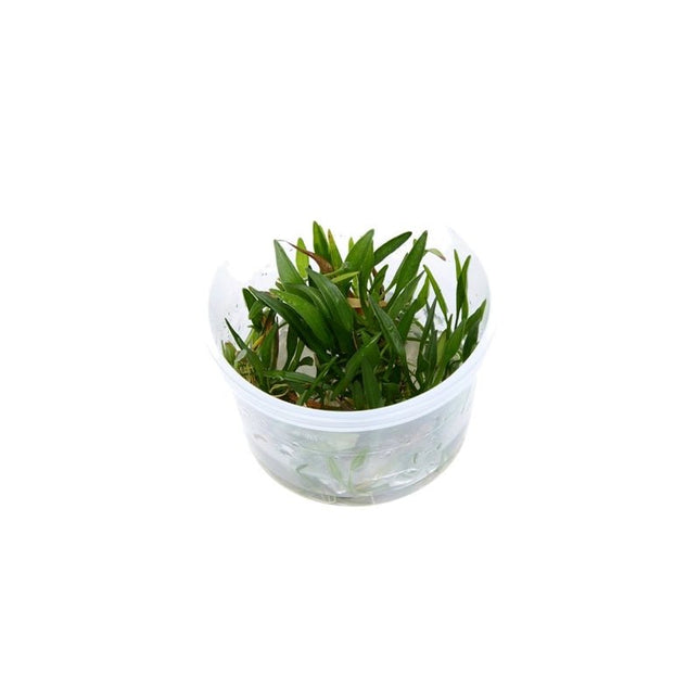 Helanthium tenellum 'Green' - Zwergschwertpflanze | In - Vitro - AquaLifeScape