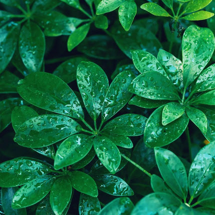 Heptapleurum arboricola - AquaLifeScape