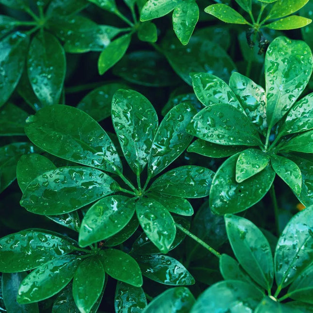 Heptapleurum arboricola - AquaLifeScape