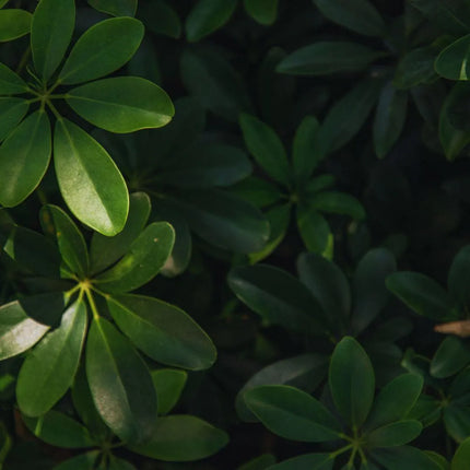 Heptapleurum arboricola - AquaLifeScape