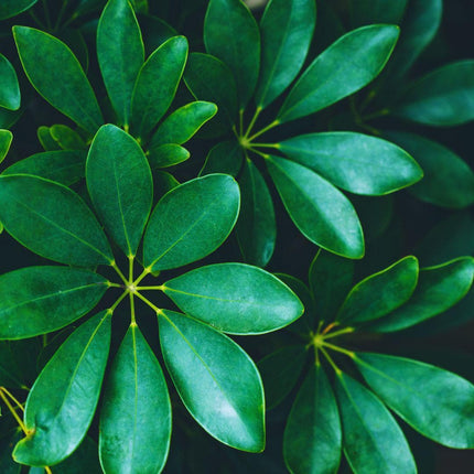 Heptapleurum arboricola - AquaLifeScape