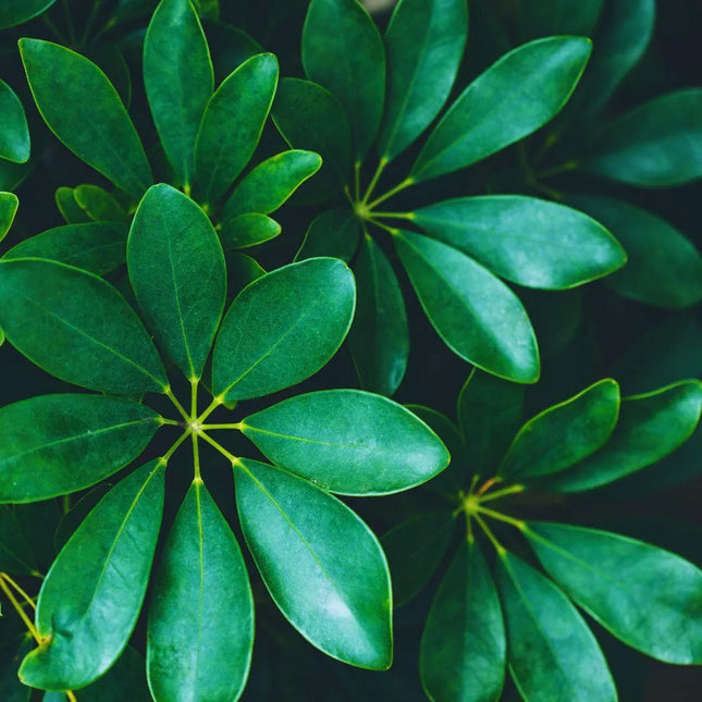 Heptapleurum arboricola - AquaLifeScape