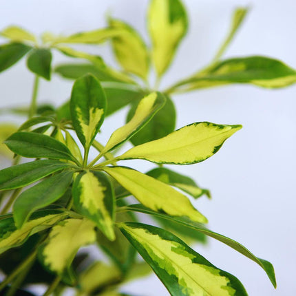 Heptapleurum arboricola 'Variegata' - AquaLifeScape