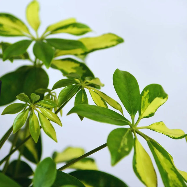 Heptapleurum arboricola 'Variegata' - AquaLifeScape