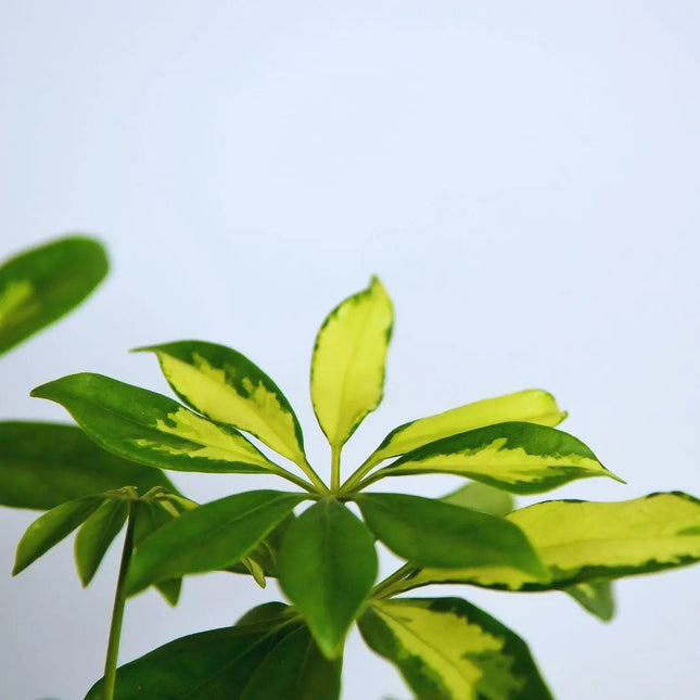 Heptapleurum arboricola 'Variegata' - AquaLifeScape