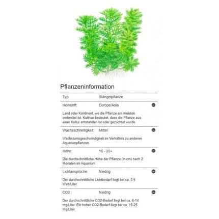 Hottonia palustris - Wasserfeder | In-Vitro AquaLifeScape