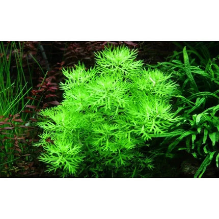 Hottonia palustris - Wasserfeder | In-Vitro AquaLifeScape