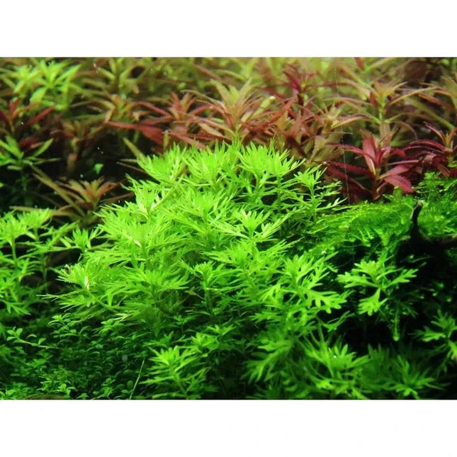 Hottonia palustris - Wasserfeder | In-Vitro AquaLifeScape