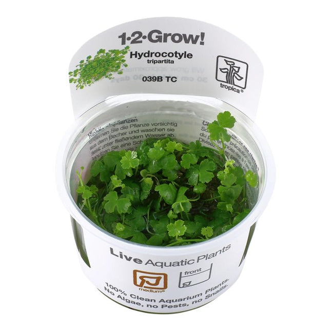 Hydrocotyle tripartita - Dreiteiliger Wassernabel | In - Vitro - AquaLifeScape