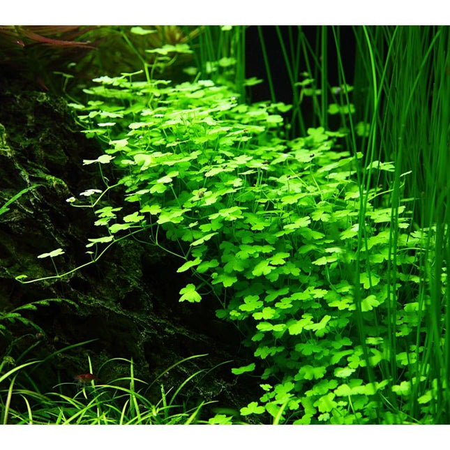Hydrocotyle tripartita - Dreiteiliger Wassernabel | In - Vitro - AquaLifeScape