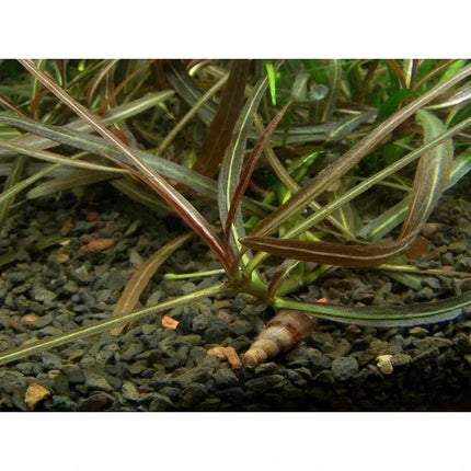 Hygrophila 'Araguaia' | In-Vitro AquaLifeScape