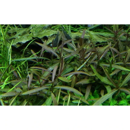 Hygrophila 'Araguaia' | In-Vitro AquaLifeScape