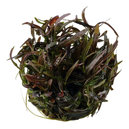 Hygrophila 'Araguaia' | In-Vitro AquaLifeScape