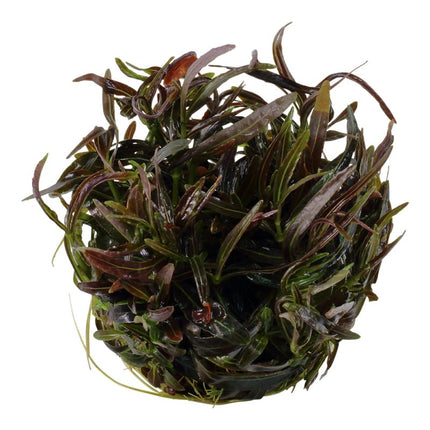Hygrophila 'Araguaia' | In - Vitro - AquaLifeScape