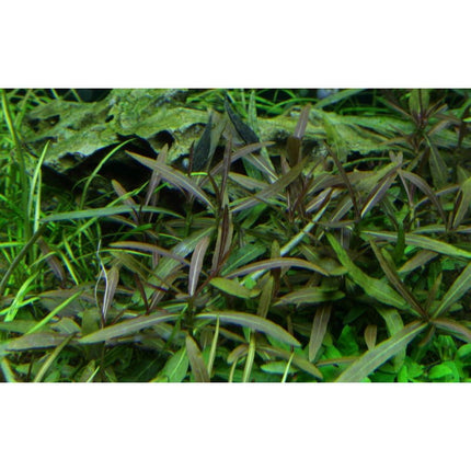 Hygrophila 'Araguaia' | In - Vitro - AquaLifeScape